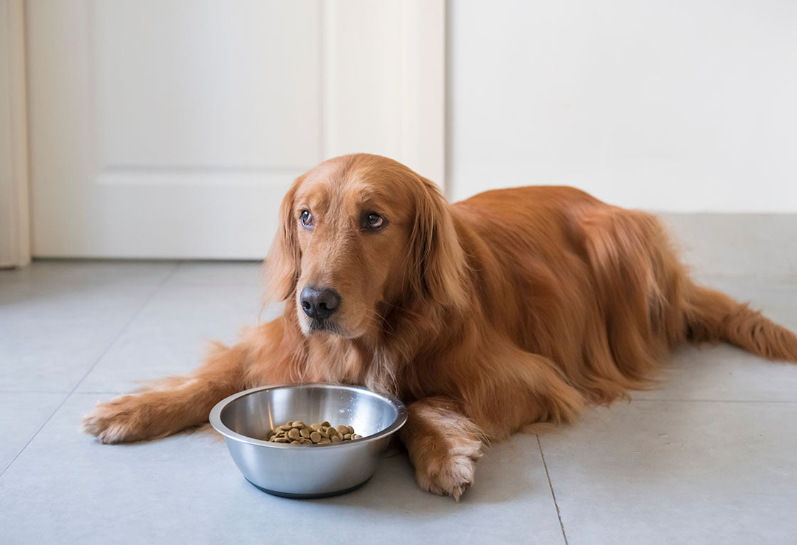Feed with Love: Choosing the Right Pet Foods at Spoiled Fur